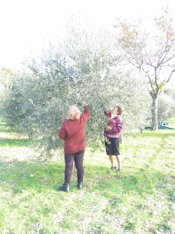 Raccolta delle olive